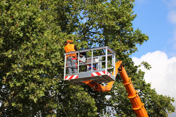 Best Arborist Consultation Services  in Madison, IL