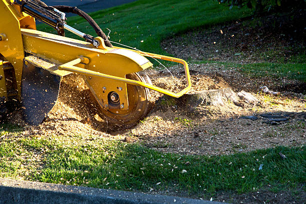 Best Tree Mulching  in Madison, IL