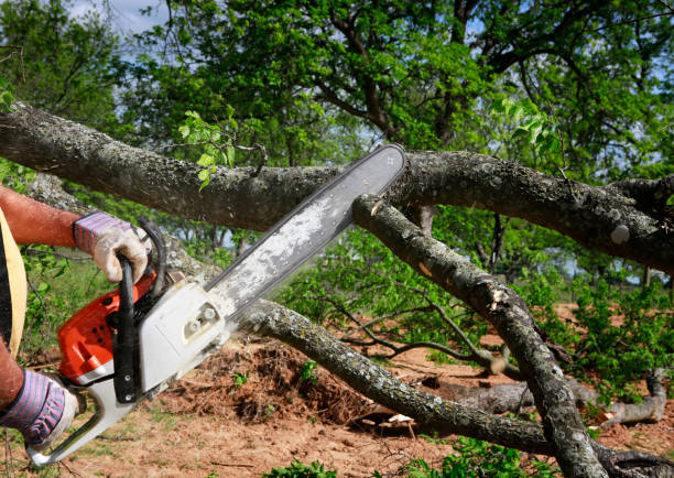 How Our Tree Care Process Works  in  Madison, IL