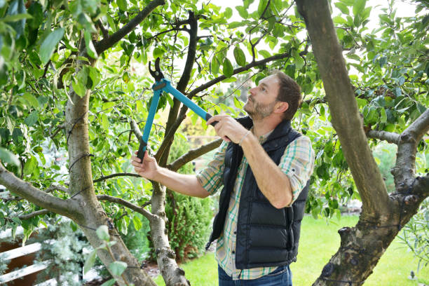 Best Tree Health Inspection  in Madison, IL